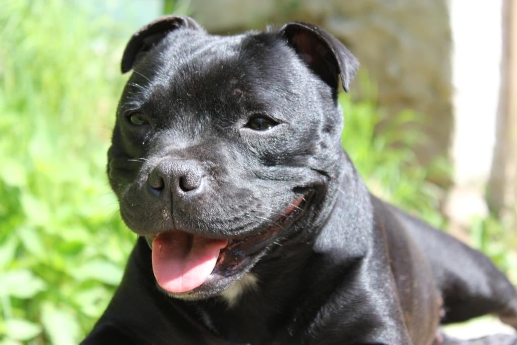 Brindle Hond Brindle Hond