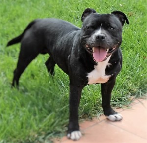ZZ Handsome Carbonarastaff owned by Ozzle's Family Staffordshire Bull Terrier Kennel