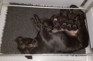 Pups Sonique & Handsome Ozzles Family Kennel Staffordshire Bull Terriërs 