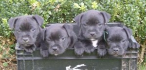 D-nest-4 juli 2009-Jzzyka & Noble-Engelse Stafford-Ozzles Family-Staffordshire Bull Terrier kennel