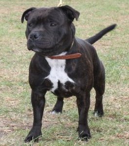 Lieve kan zijn woestenij Princess – Staffordshire Bull Terrier Kennel