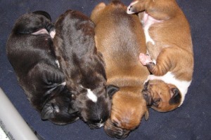 F-pups-12 februari-2011-Princess & Oscar-Engelse Stafford-Ozzles Family- Staffordshire Bull Terrier Kennel