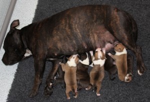H-Nest-16 Augustus 2012-Princess & Gunther-Engelse Stafford-Ozzles Family-Staffordshire Bull Terrier kennel