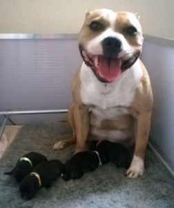 Trotse Lolly met haar 4 Ozzle's Family pups | N-Nest 2015