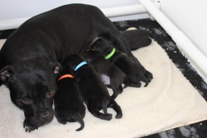 K-nest 2013 Pups van Durriyah & Zeus | Ozzles Family Staffordshire Bull Terriers Engelse Staffords