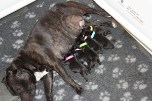 Engelse Staffords Ozzles Family Staffordshire Bull Terriers kennel Pups Princess 1 dag oud.
