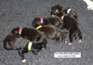 J-nest-26 Juni 2012-Lady x Jotte-Engelse Stafford-Ozzles Family-Staffordshire Bull Terrier kennel
