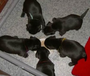 Engelse-Stafford-Ozzles-Family-D-nest-002