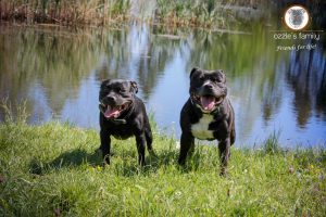 Sonique & Handsome van Ozzles Family Staffordshire Bull Terrier kennel