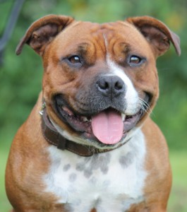 First Royal Lady of Ozzle's Family | Staffordshire Bull Terrier kennel | Home of Engelse Staffords 