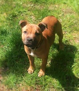 Pixzel, 5 maanden oud