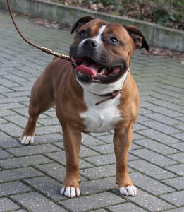 Hunky Staffordshire Bull Terrier of Ozzle's Family Kennel