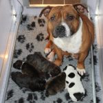 Engelse Staffords pups van Ozzle's Family