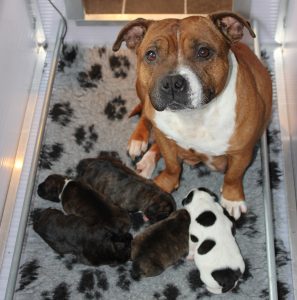 Engelse Staffords pups van Ozzle's Family 