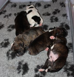 Pups R-Nest Ozzles Family Staffordshire Bull Terrier kennel 