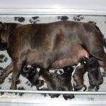 Jolie en haar 5 pups