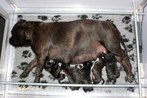 Jolie en haar 5 pups