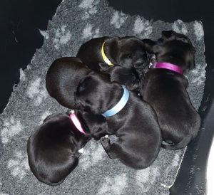 Pups Staffordshire Bull Terriër kennel Ozzles Family 