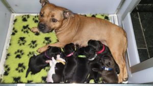 Ozzles Family Staffordshire Bull Terriers fokker Engelse Staffords 
