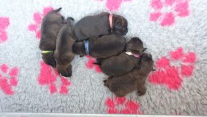 Engelse stafford pups Kennel Ozzles Family Staffordshire Bull Terriers 