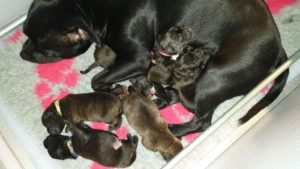 Staffordshire Bull Terriers  Kennel Ozzles Family Engelse Staffords