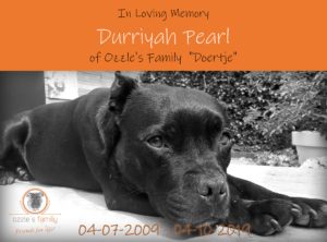 Doertje Ozzles Family Staffordshire Bull Terrier Kennel Engelse Staffords 