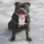 Onze prachtige Engelse Stafford van Ozzles Family kennel 