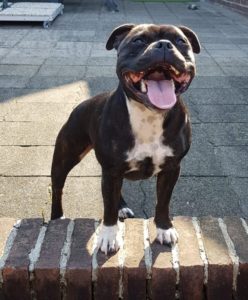 Kennel van Engelse Staffords 