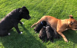 OzzlFriends Belgie Engelse Stafford Pups 